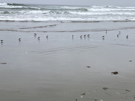 Sandpipers